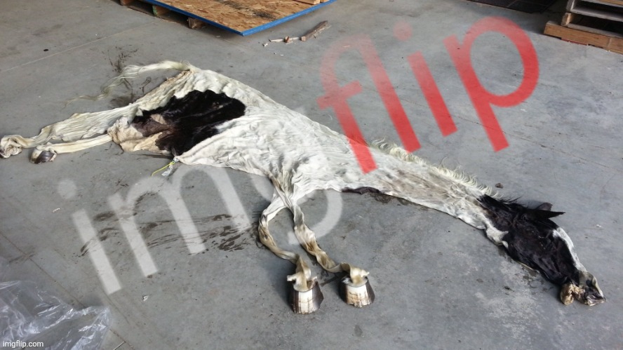 Deflated horse | image tagged in deflated horse | made w/ Imgflip meme maker