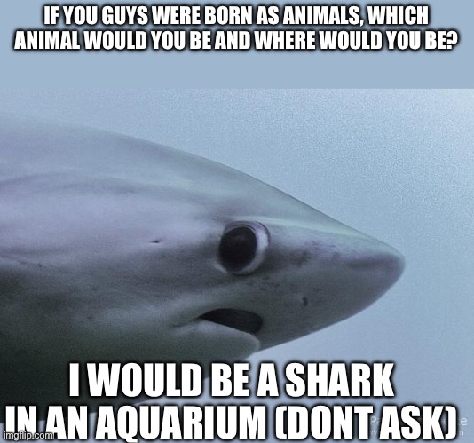 Dont askk | IF YOU GUYS WERE BORN AS ANIMALS, WHICH ANIMAL WOULD YOU BE AND WHERE WOULD YOU BE? I WOULD BE A SHARK IN AN AQUARIUM (DONT ASK) | image tagged in awkward shark,animal | made w/ Imgflip meme maker