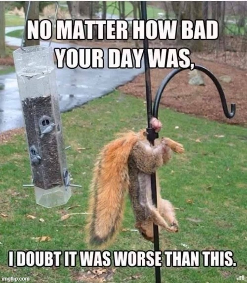 Poor Squirrel | image tagged in repost | made w/ Imgflip meme maker