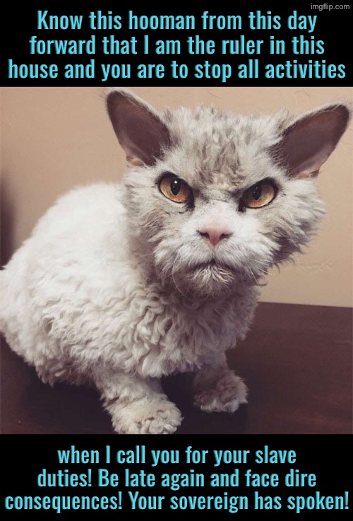 Pompous Albert Is Mad At His Subject | Know this hooman from this day forward that I am the ruler in this house and you are to stop all activities; when I call you for your slave duties! Be late again and face dire consequences! Your sovereign has spoken! | image tagged in cats,funny cat memes,do your job,the boss,owned,discipline | made w/ Imgflip meme maker