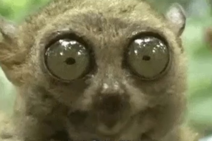 Big Eyes Squirrel Rodent Blank Meme Template