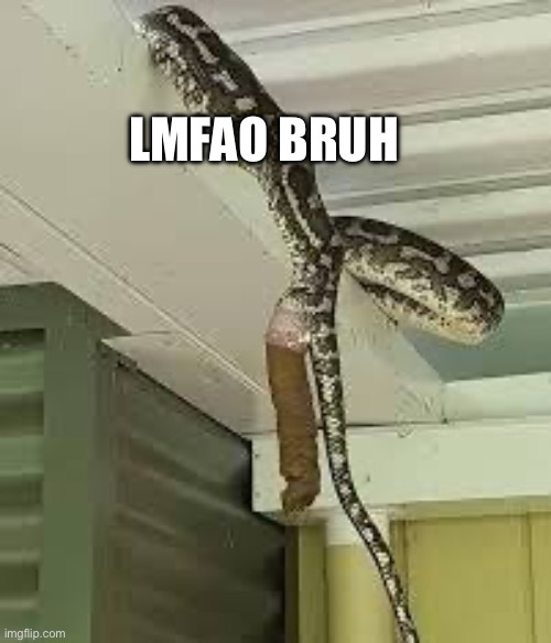Just a snake pooping | LMFAO BRUH | image tagged in lol,snek | made w/ Imgflip meme maker