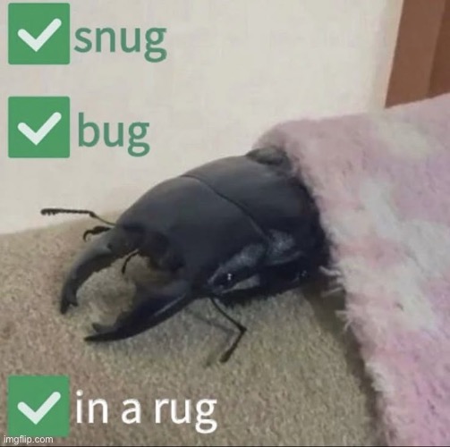 me rn | image tagged in snug as a bug in a rug,msmg | made w/ Imgflip meme maker