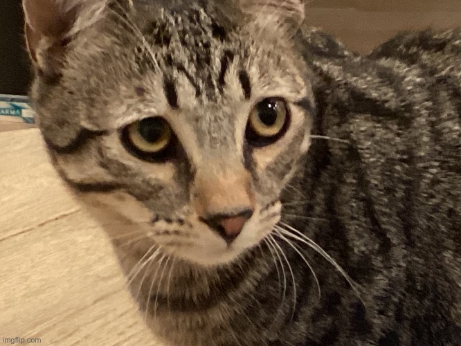 Here is a picture of my cat :) | image tagged in cat | made w/ Imgflip meme maker