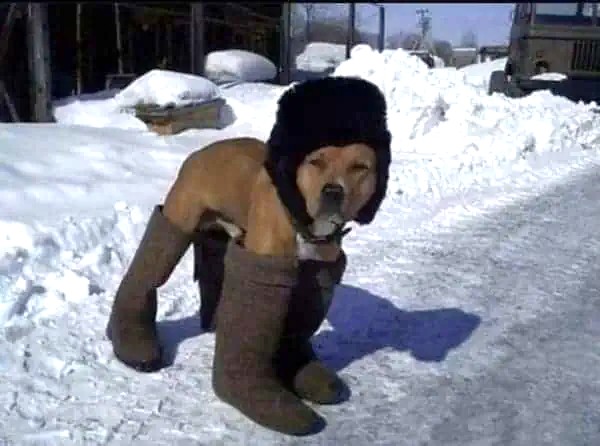 Cold Dog Blank Meme Template