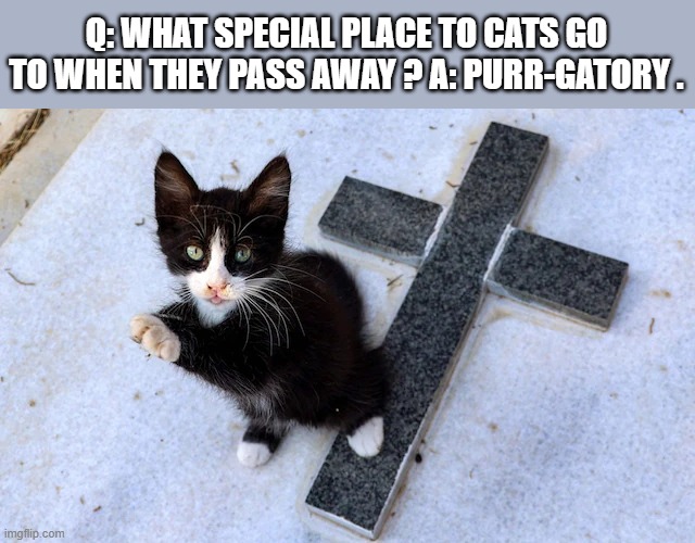 Where do cats go once they pass away? | Q: WHAT SPECIAL PLACE TO CATS GO TO WHEN THEY PASS AWAY ? A: PURR-GATORY . | image tagged in cat,kittens,humor,funny,play on words | made w/ Imgflip meme maker