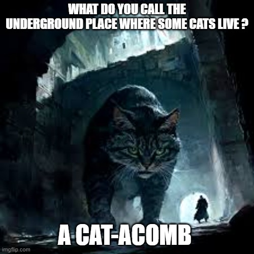 What do you call the underground place where some cats live? | WHAT DO YOU CALL THE UNDERGROUND PLACE WHERE SOME CATS LIVE ? A CAT-ACOMB | image tagged in cat,kittens,funny,humor,play on words | made w/ Imgflip meme maker