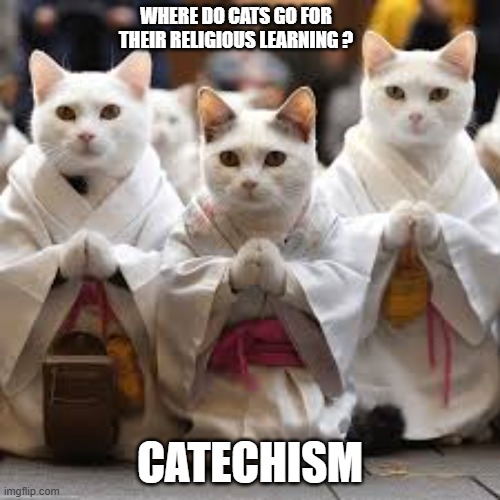 Where do cats go for their religious learning? Catechism ! | WHERE DO CATS GO FOR THEIR RELIGIOUS LEARNING ? CATECHISM | image tagged in cat,kittens,funny,humor,religion,school | made w/ Imgflip meme maker