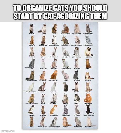 To organize cats, you need to put them in cat-agories. | TO ORGANIZE CATS YOU SHOULD START BY CAT-AGORIZING THEM | image tagged in cat,kittens,funny,humor,play on words,funny cat meme | made w/ Imgflip meme maker