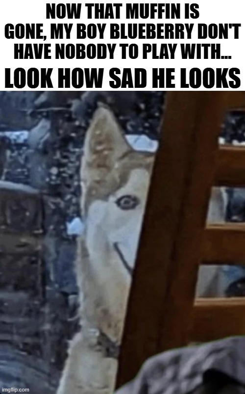 He is devastated bro | NOW THAT MUFFIN IS GONE, MY BOY BLUEBERRY DON'T HAVE NOBODY TO PLAY WITH... LOOK HOW SAD HE LOOKS | image tagged in dogs,creepy smile,husky,what the hell is this | made w/ Imgflip meme maker
