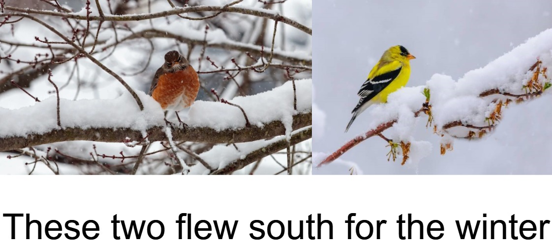 go figure | These two flew south for the winter | image tagged in snow birds,kewlew | made w/ Imgflip meme maker