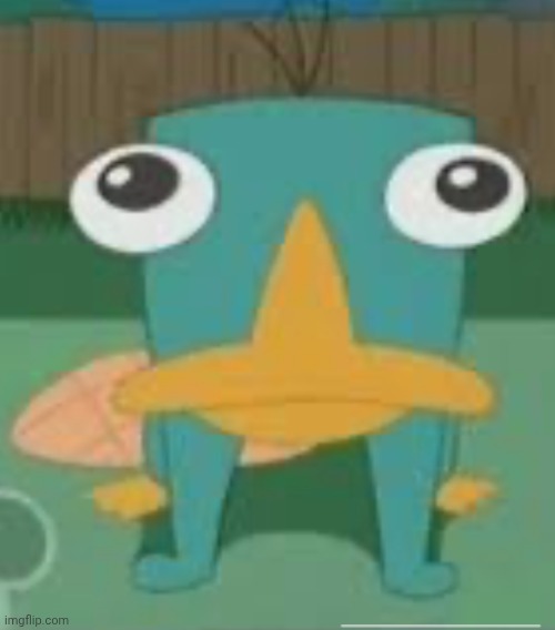 forward facing perry | image tagged in forward facing perry | made w/ Imgflip meme maker