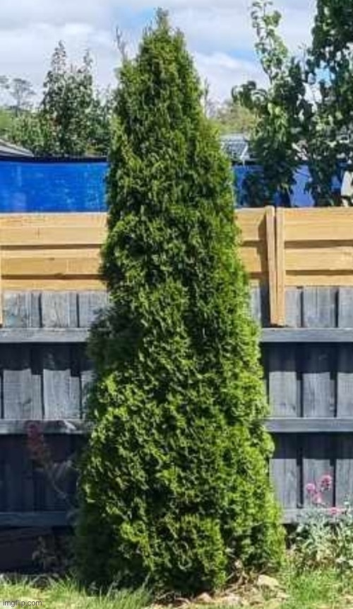 Fir tree | image tagged in fir tree | made w/ Imgflip meme maker