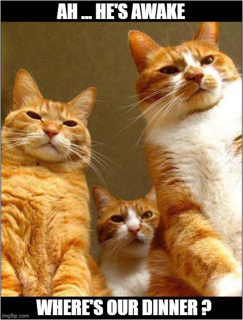 Regained Conciousness Only To See This ! | AH ... HE'S AWAKE; WHERE'S OUR DINNER ? | image tagged in cats,unconcious,dinner | made w/ Imgflip meme maker