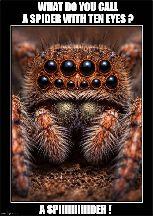 Just A Silly Dad Joke ... | WHAT DO YOU CALL A SPIDER WITH TEN EYES ? A SPIIIIIIIIIIDER ! | image tagged in dad joke,spider,eyes | made w/ Imgflip meme maker