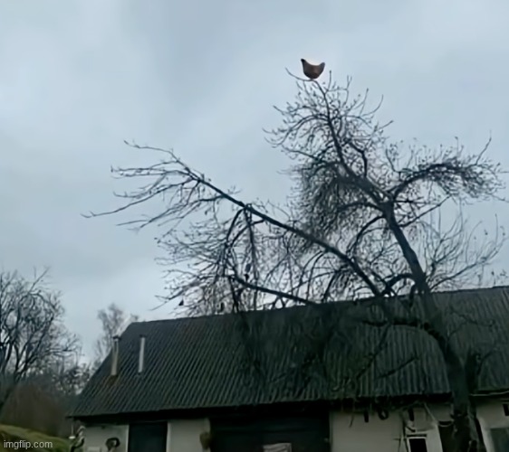 screaming chicken on tree | image tagged in screaming chicken on tree | made w/ Imgflip meme maker