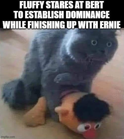 You're Next Bert | FLUFFY STARES AT BERT TO ESTABLISH DOMINANCE WHILE FINISHING UP WITH ERNIE | image tagged in dark humor | made w/ Imgflip meme maker