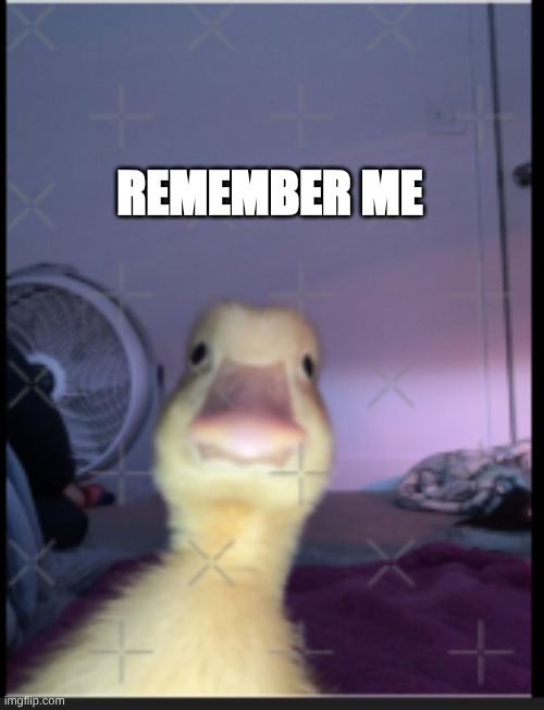 Remember | REMEMBER ME | image tagged in memes,duck,c'mon do something | made w/ Imgflip meme maker