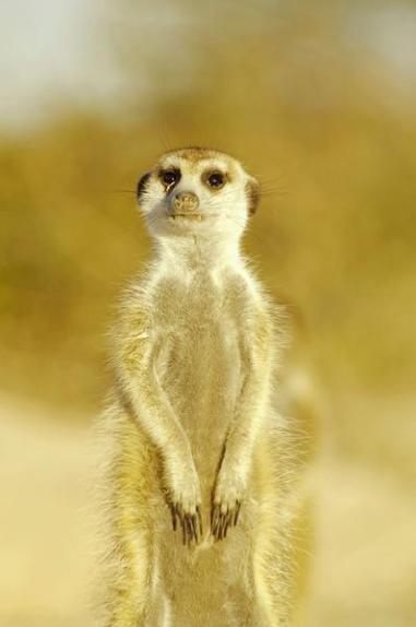 Shakespeare meerkat Blank Meme Template