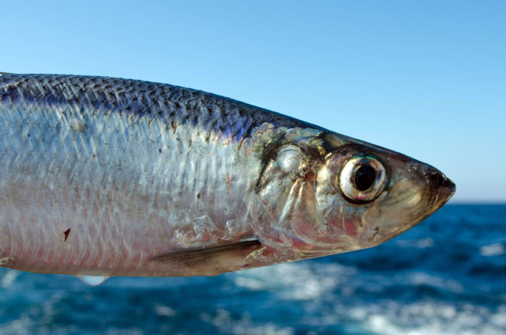 Silli Blank Meme Template