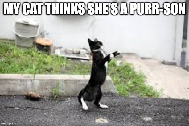 My cat thinks that she's a purr-son. | MY CAT THINKS SHE'S A PURR-SON | image tagged in cat,kittens,funny,humor,play on words,funny cat meme | made w/ Imgflip meme maker