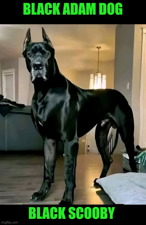Funny | BLACK ADAM DOG; BLACK SCOOBY | image tagged in funny,hollywood,movies,comics/cartoons,all black,dwayne johnson | made w/ Imgflip meme maker