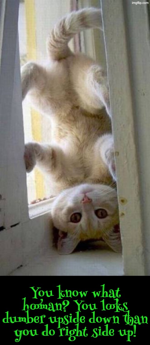 You Know What Hooman? | You know what hooman? You looks dumber upside down than you do right side up! | image tagged in cats,funny cats,upside-down,duhhh dumbass,do you are have stupid,mocking | made w/ Imgflip meme maker