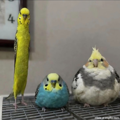 burdz | made w/ Imgflip meme maker