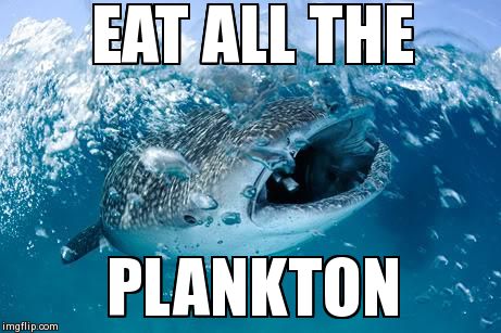 EAT ALL THE PLANKTON | image tagged in whale | made w/ Imgflip meme maker