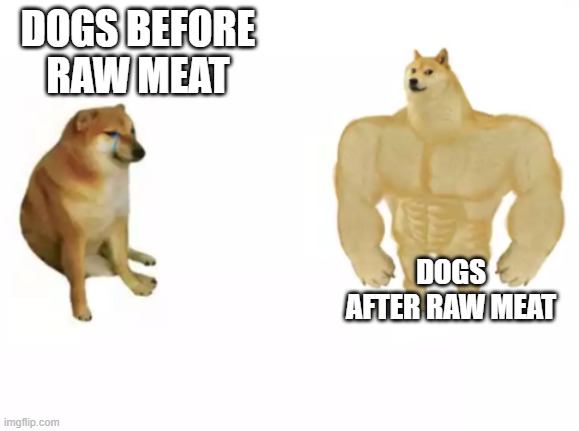 but srsly | DOGS BEFORE RAW MEAT; DOGS AFTER RAW MEAT | image tagged in buff doge vs cheems reversed | made w/ Imgflip meme maker