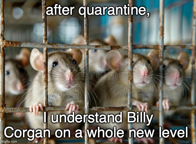after quarantine, I understand Billy Corgan on a whole new level | image tagged in billy corgan | made w/ Imgflip meme maker