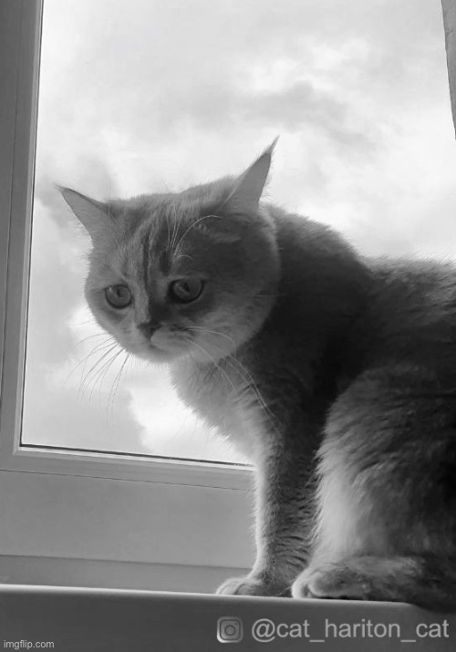 Sad cat | image tagged in sad cat | made w/ Imgflip meme maker