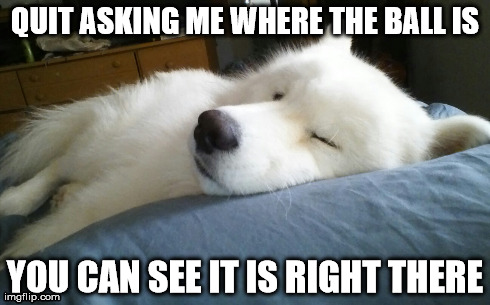 Quit Asking ME | QUIT ASKING ME WHERE THE BALL IS YOU CAN SEE IT IS RIGHT THERE | image tagged in memes,dogs,ball | made w/ Imgflip meme maker