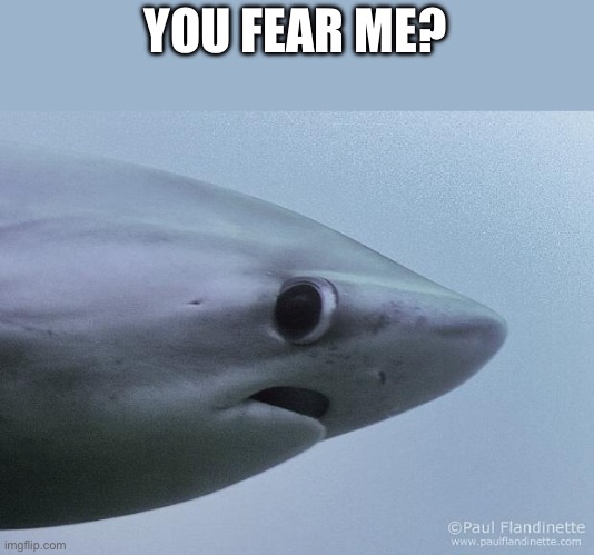 Awkward Shark | YOU FEAR ME? | image tagged in awkward shark | made w/ Imgflip meme maker