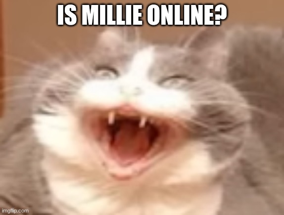 cat | IS MILLIE ONLINE? | image tagged in cat | made w/ Imgflip meme maker