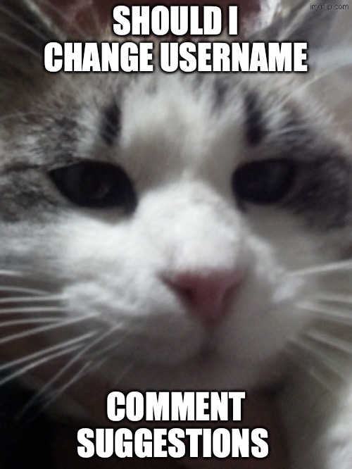 Sour Hart announcement template | SHOULD I CHANGE USERNAME; COMMENT SUGGESTIONS | image tagged in sour hart announcement template | made w/ Imgflip meme maker