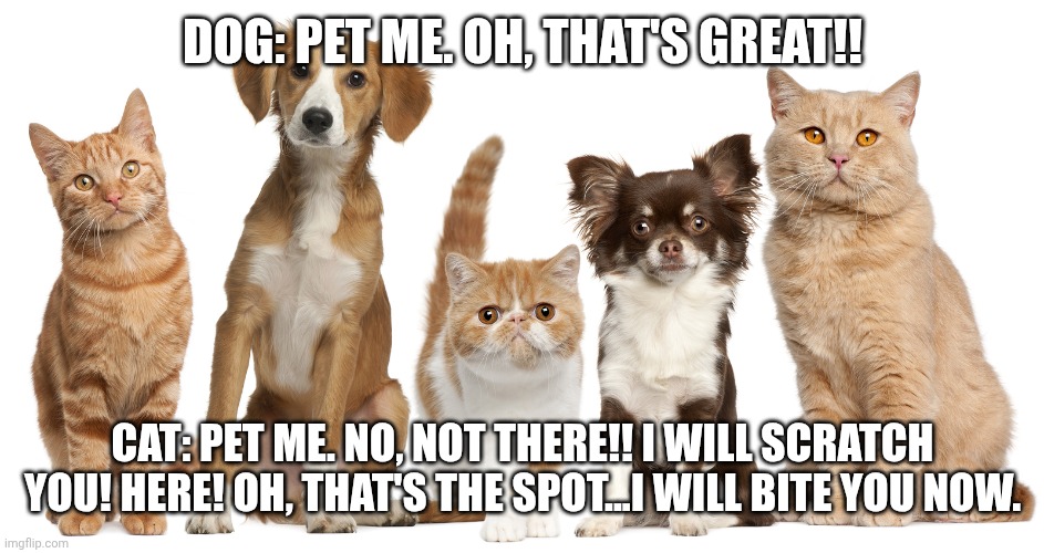 dogs cats | DOG: PET ME. OH, THAT'S GREAT!! CAT: PET ME. NO, NOT THERE!! I WILL SCRATCH YOU! HERE! OH, THAT'S THE SPOT...I WILL BITE YOU NOW. | image tagged in dogs cats | made w/ Imgflip meme maker