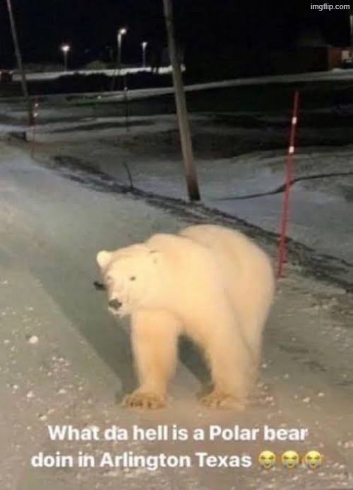 what the hell a polar bear doing in arlington texas | image tagged in what the hell a polar bear doing in arlington texas | made w/ Imgflip meme maker