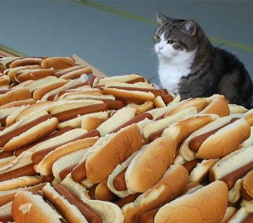 cat hot dogs Blank Meme Template