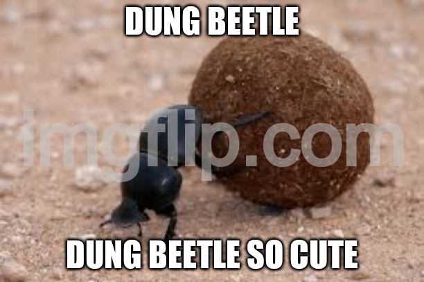 aaaaaaaaaaaaaaaaaaaaaaaaaaaaaaaa | DUNG BEETLE; DUNG BEETLE SO CUTE | image tagged in dung beetle | made w/ Imgflip meme maker