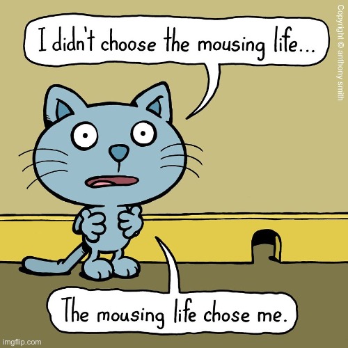 Cattitude | image tagged in cats,comics,cattitude,it chose me,the mousing life,i didnt choose it | made w/ Imgflip meme maker