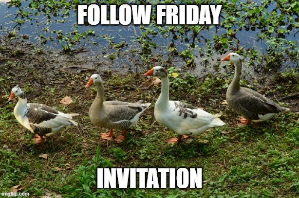 Follow Friday Invitation | FOLLOW FRIDAY; INVITATION | image tagged in follow back friday | made w/ Imgflip meme maker