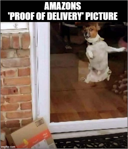This Just Made Me Smile | AMAZONS
'PROOF OF DELIVERY' PICTURE | image tagged in dogs,amazon,proof of delivery,picture | made w/ Imgflip meme maker