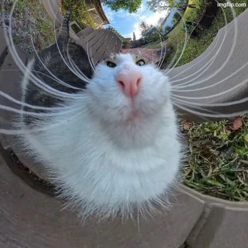 Foolish 360 cat | image tagged in foolish 360 cat | made w/ Imgflip meme maker