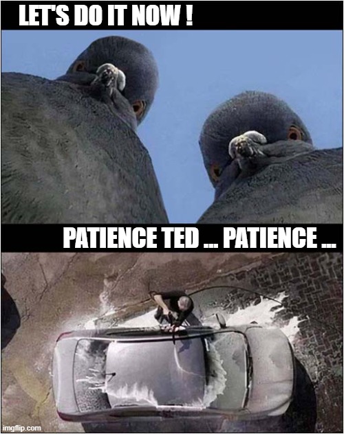 Pigeons Are Evil ! | LET'S DO IT NOW ! PATIENCE TED ... PATIENCE ... | image tagged in pigeons,evil,cleaning,car,pooping | made w/ Imgflip meme maker