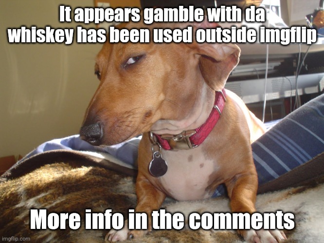"gamble with da content" | It appears gamble with da whiskey has been used outside imgflip; More info in the comments | image tagged in suspicious dog,content,theft,alcohol | made w/ Imgflip meme maker