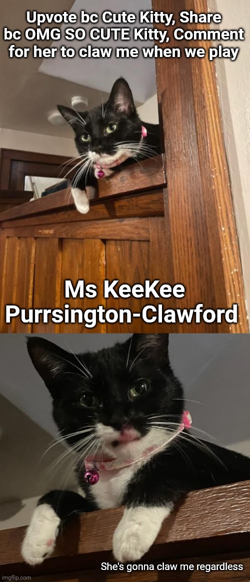 Show this purrball some luv | Upvote bc Cute Kitty, Share bc OMG SO CUTE Kitty, Comment for her to claw me when we play; Ms KeeKee Purrsington-Clawford; She's gonna claw me regardless | image tagged in cats,cute cat,upvote if you agree | made w/ Imgflip meme maker