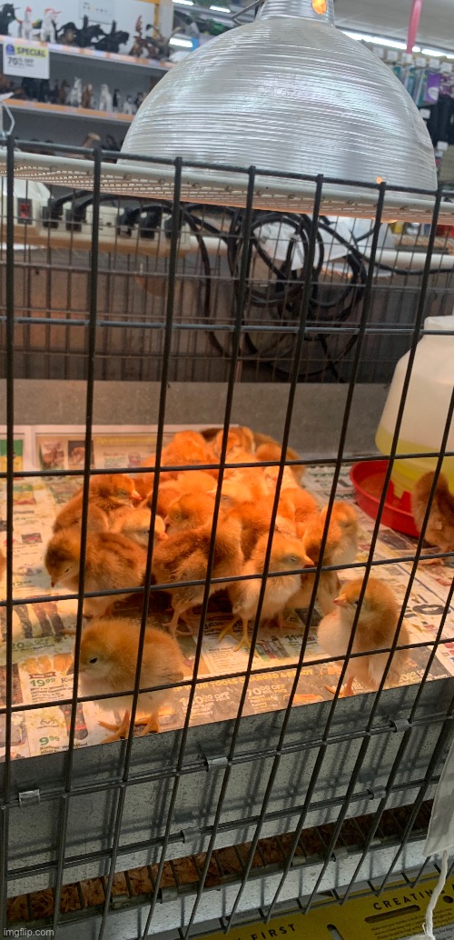 Huddled under the heat lamp | made w/ Imgflip meme maker