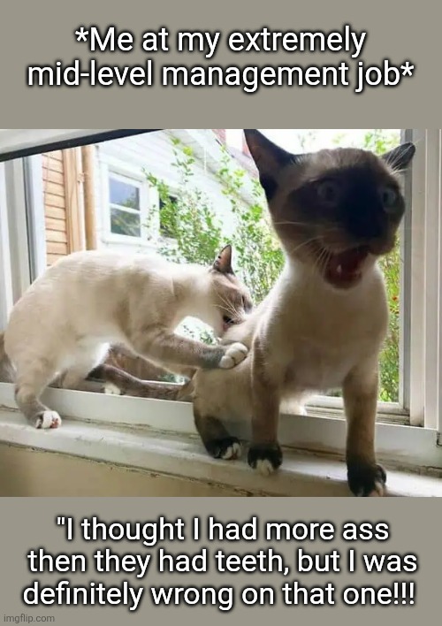 Getting your @$$ chewed | *Me at my extremely mid-level management job*; "I thought I had more ass then they had teeth, but I was definitely wrong on that one!!! | image tagged in ass chewed | made w/ Imgflip meme maker