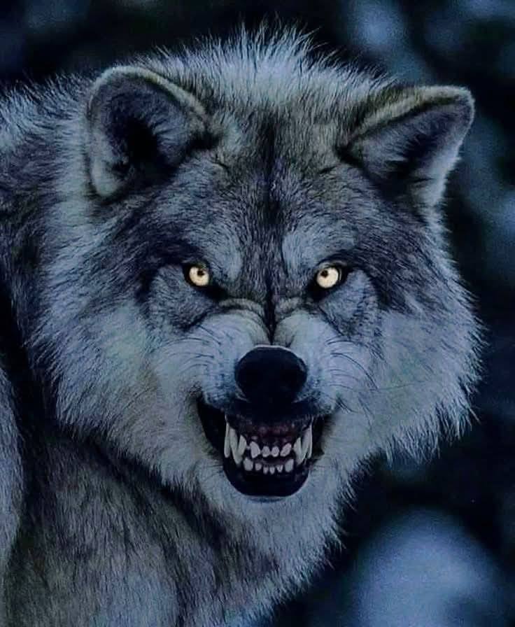 wolf Blank Meme Template